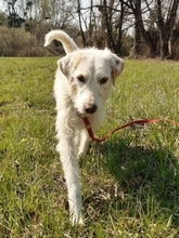 HUBERT, Hund, Rauhaarige Istrianer Bracke in Kroatien - Bild 2