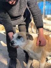 GOIELLO, Hund, Mischlingshund in Italien - Bild 2