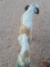 GOIELLO, Hund, Mischlingshund in Italien - Bild 8