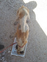 GOIELLO, Hund, Mischlingshund in Italien - Bild 9