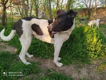 LARA2, Hund, Mischlingshund in Bulgarien - Bild 1