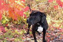WALTER, Hund, American Staffordshire Terrier-Cane Corso-Mix in Kroatien - Bild 3