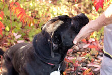 WALTER, Hund, American Staffordshire Terrier-Cane Corso-Mix in Kroatien - Bild 4