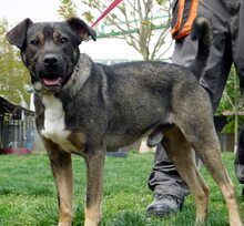 TIVIKO, Hund, American Staffordshire Terrier-Dt. Schäferhund-Mix in Slowakische Republik - Bild 1