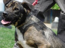 TIVIKO, Hund, American Staffordshire Terrier-Dt. Schäferhund-Mix in Slowakische Republik - Bild 4