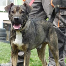 TIVIKO, Hund, American Staffordshire Terrier-Dt. Schäferhund-Mix in Slowakische Republik - Bild 5