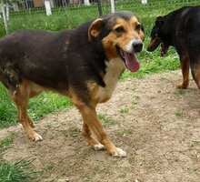 GINO, Hund, Deutscher Schäferhund-Mix in Rumänien - Bild 2