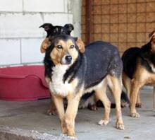 GINO, Hund, Deutscher Schäferhund-Mix in Rumänien - Bild 5