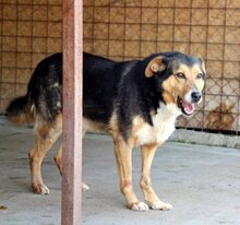 GINO, Hund, Deutscher Schäferhund-Mix in Rumänien - Bild 6