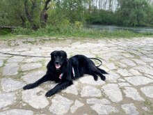 ARNEL, Hund, Mischlingshund in Karlsruhe - Bild 2