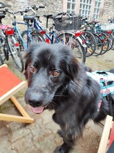 ARNEL, Hund, Mischlingshund in Karlsruhe - Bild 3