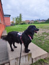 ARNEL, Hund, Mischlingshund in Karlsruhe - Bild 4