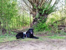 ARNEL, Hund, Mischlingshund in Karlsruhe - Bild 5