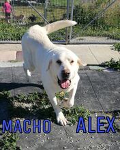 ALEX, Hund, Mischlingshund in Spanien - Bild 3