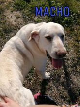 ALEX, Hund, Mischlingshund in Spanien - Bild 4