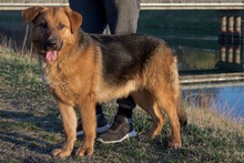 ROGER, Hund, Deutscher Schäferhund-Mix in Kroatien - Bild 2