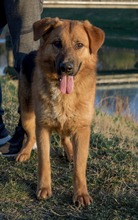 ROGER, Hund, Deutscher Schäferhund-Mix in Kroatien - Bild 3