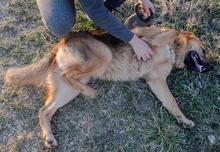 ROGER, Hund, Mischlingshund in Kroatien - Bild 6