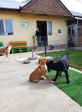 EMMY, Hund, American Staffordshire Terrier-Mix in Rumänien - Bild 12