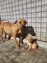 EMMY, Hund, American Staffordshire Terrier-Mix in Rumänien - Bild 13