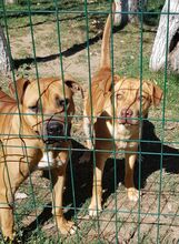 EMMY, Hund, American Staffordshire Terrier-Mix in Rumänien - Bild 15