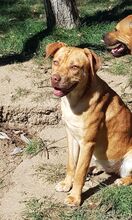 EMMY, Hund, American Staffordshire Terrier-Mix in Rumänien - Bild 2
