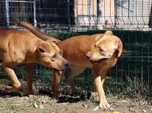 EMMY, Hund, American Staffordshire Terrier-Mix in Rumänien - Bild 5
