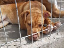 EMMY, Hund, American Staffordshire Terrier-Mix in Rumänien - Bild 9