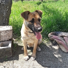 ANITA, Hund, Mischlingshund in Griechenland - Bild 4
