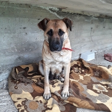 ANITA, Hund, Mischlingshund in Griechenland - Bild 7