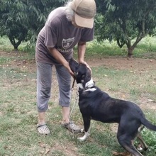 WANJA, Hund, Mischlingshund in Griechenland - Bild 11