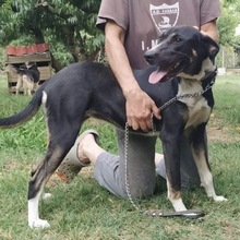 WANJA, Hund, Mischlingshund in Griechenland - Bild 12