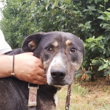 WANJA, Hund, Mischlingshund in Griechenland - Bild 4