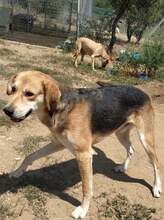 BLOOMER, Hund, Mischlingshund in Griechenland - Bild 1