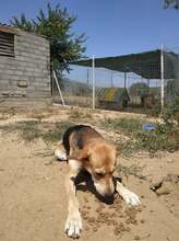 BLOOMER, Hund, Mischlingshund in Griechenland - Bild 3
