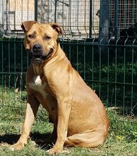 BONNY, Hund, American Staffordshire Terrier in Rumänien - Bild 13