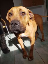BONNY, Hund, American Staffordshire Terrier in Rumänien - Bild 3