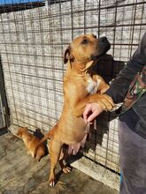 BONNY, Hund, American Staffordshire Terrier in Rumänien - Bild 9