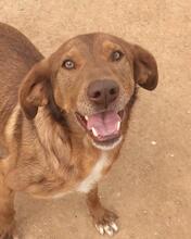 CHIMO, Hund, Hütehund-Podenco-Mix in Spanien - Bild 1