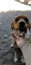 MANOLITO, Hund, Mischlingshund in Italien - Bild 2