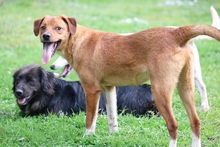MANOLITO, Hund, Mischlingshund in Italien - Bild 3