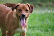 MANOLITO, Hund, Mischlingshund in Italien - Bild 4