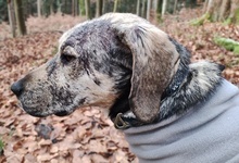 WALKER, Hund, Mischlingshund in Rottweil - Bild 18