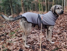 WALKER, Hund, Mischlingshund in Rottweil - Bild 23