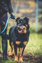 BOBBY, Hund, Mischlingshund in Slowakische Republik - Bild 12