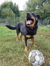 BOBBY, Hund, Mischlingshund in Slowakische Republik - Bild 14