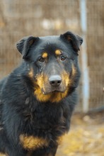 BOBBY, Hund, Mischlingshund in Slowakische Republik - Bild 15