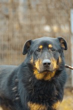 BOBBY, Hund, Mischlingshund in Slowakische Republik - Bild 17