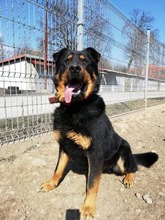 BOBBY, Hund, Mischlingshund in Slowakische Republik - Bild 19