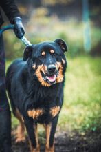 BOBBY, Hund, Mischlingshund in Slowakische Republik - Bild 2